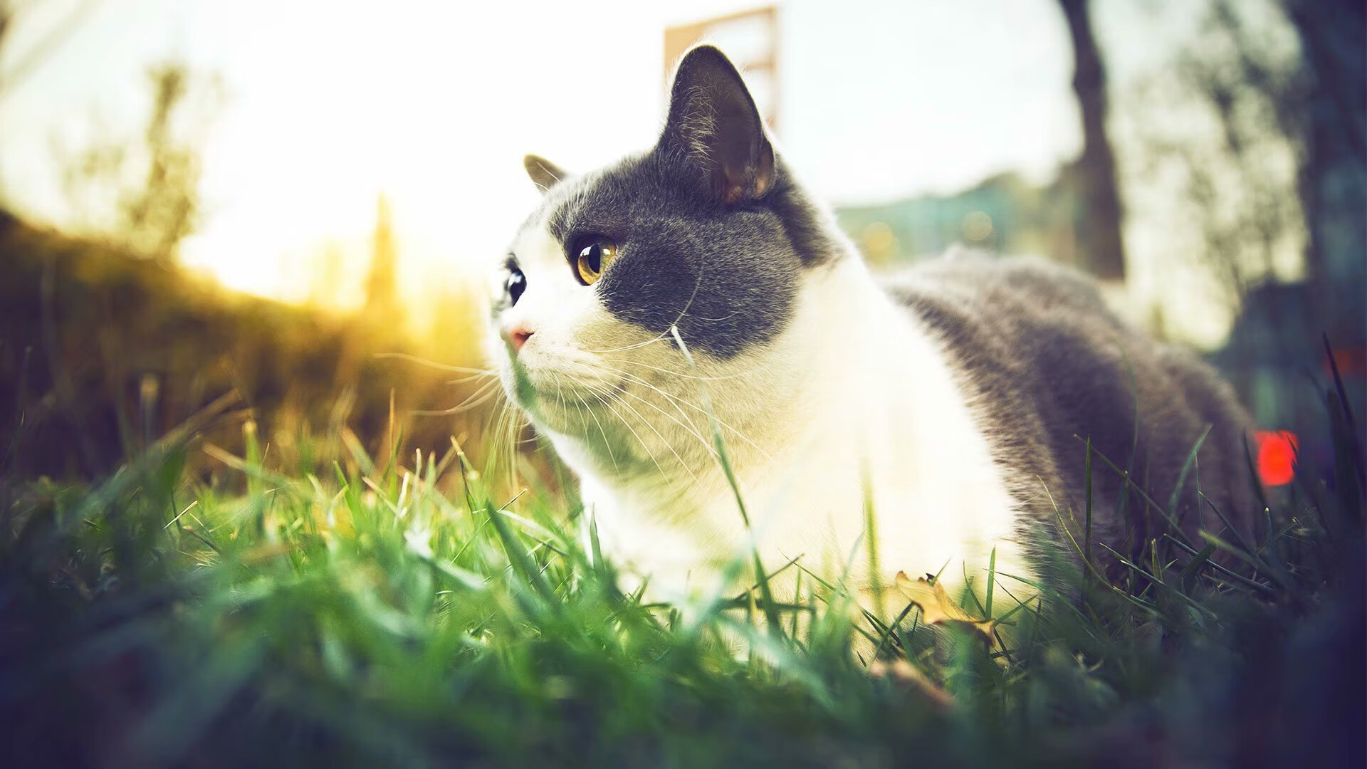 夜色中的舞者，当洪都拉斯的终场哨遇见永恒的内马尔艺术