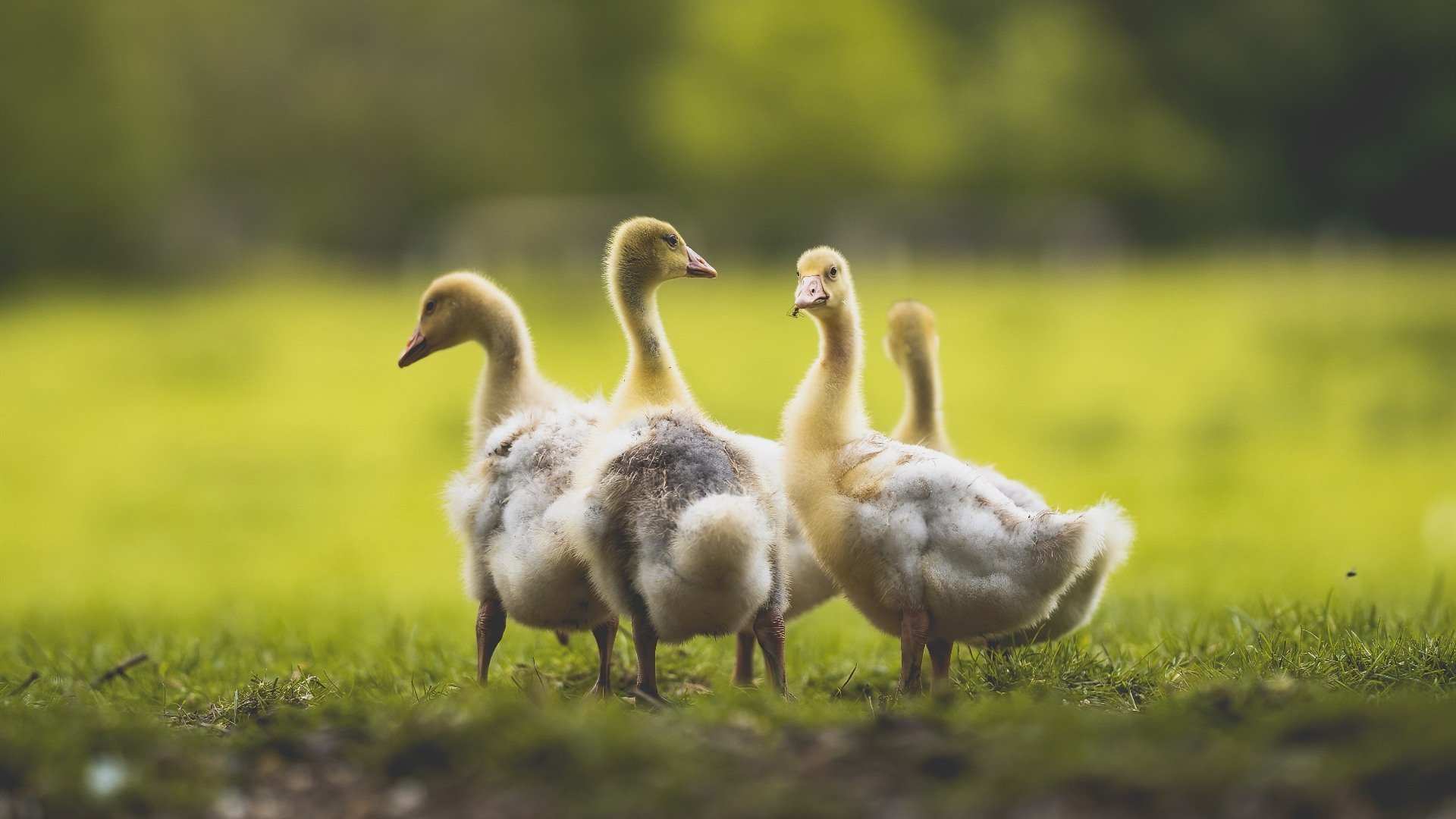 双线狂飙，F1揭幕战引擎轰鸣与国王压哨绝杀的体育交响曲